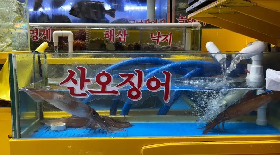 Live squid tank at Yeongjae Susan