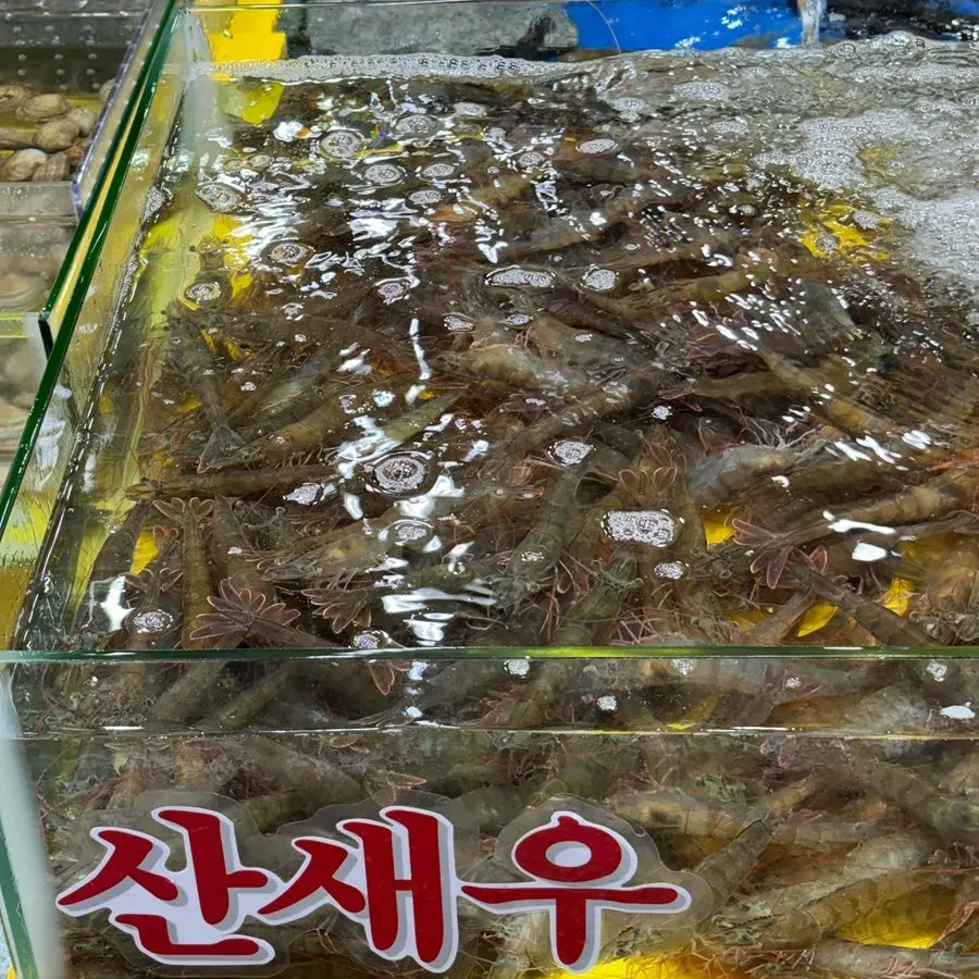 Shrimp and flounder tank at Yeongjae Susan