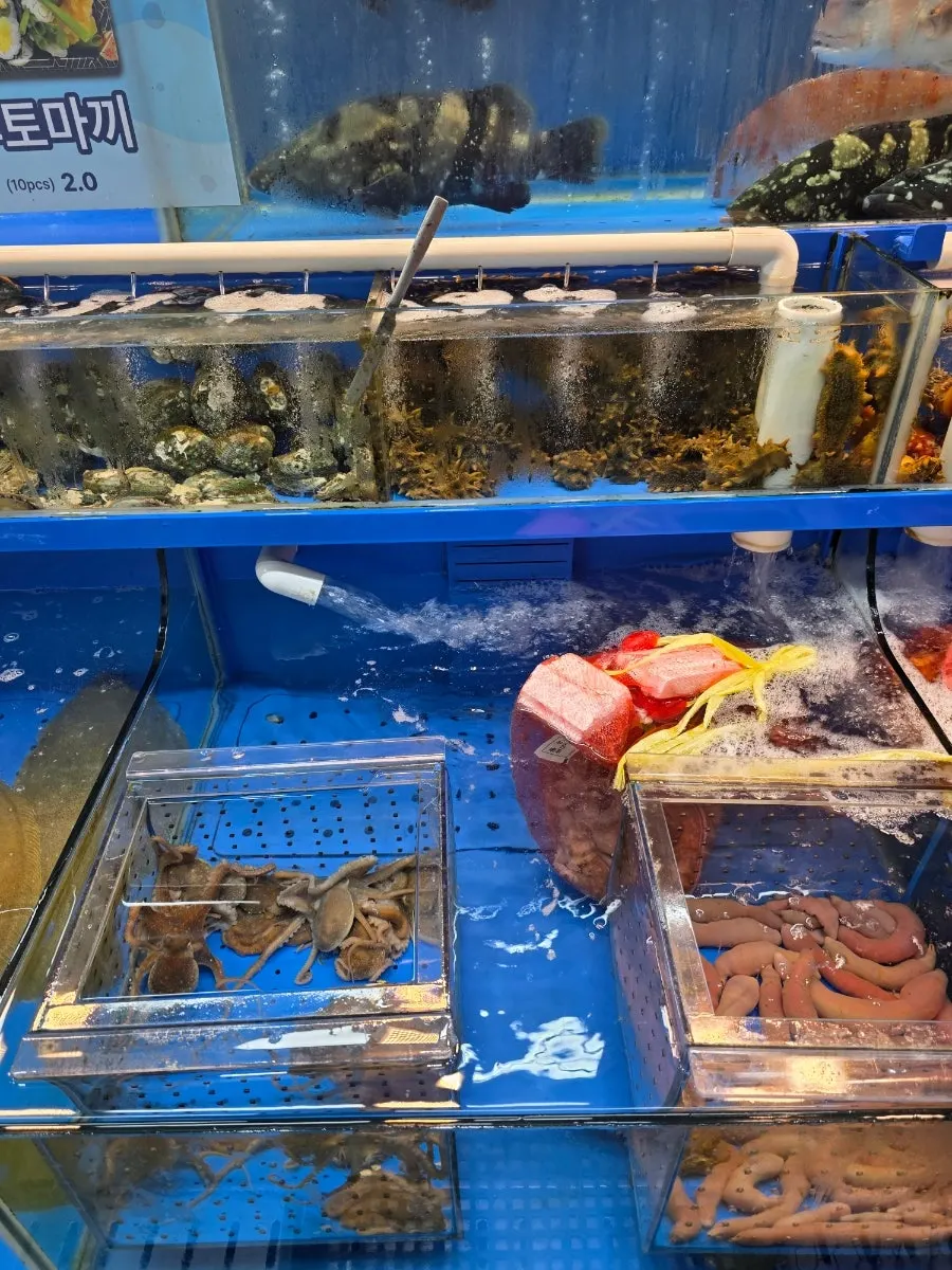 View in front of Narae Susan's live fish tanks