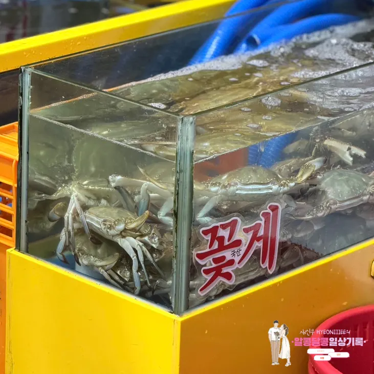 광어 참돔 낙지가 들어 있는 수조