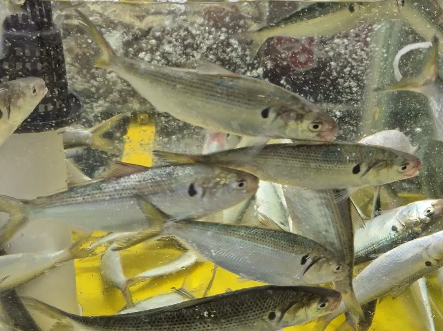 Live fish swimming in Yeongjae Susan's tank