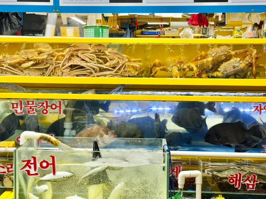 Live fish in Yeongjae Susan's tanks