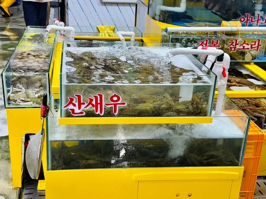 Tank of shrimp and other seafood