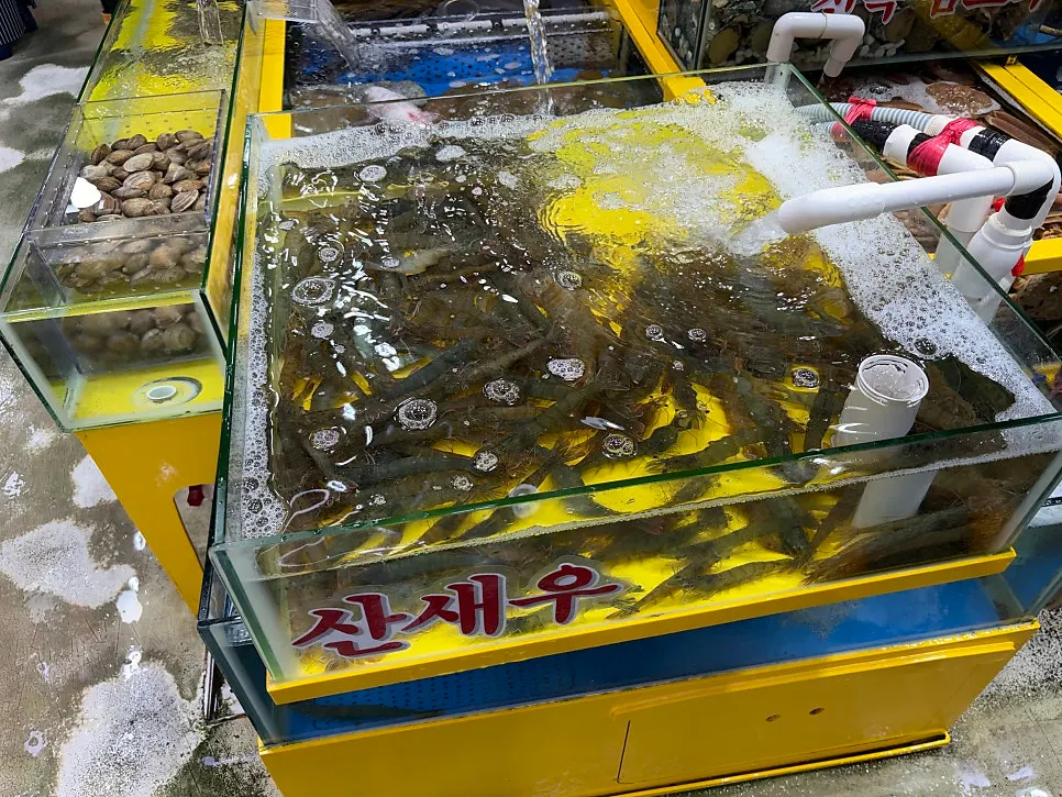 Variety of seafood in Yeongjae Susan's tanks