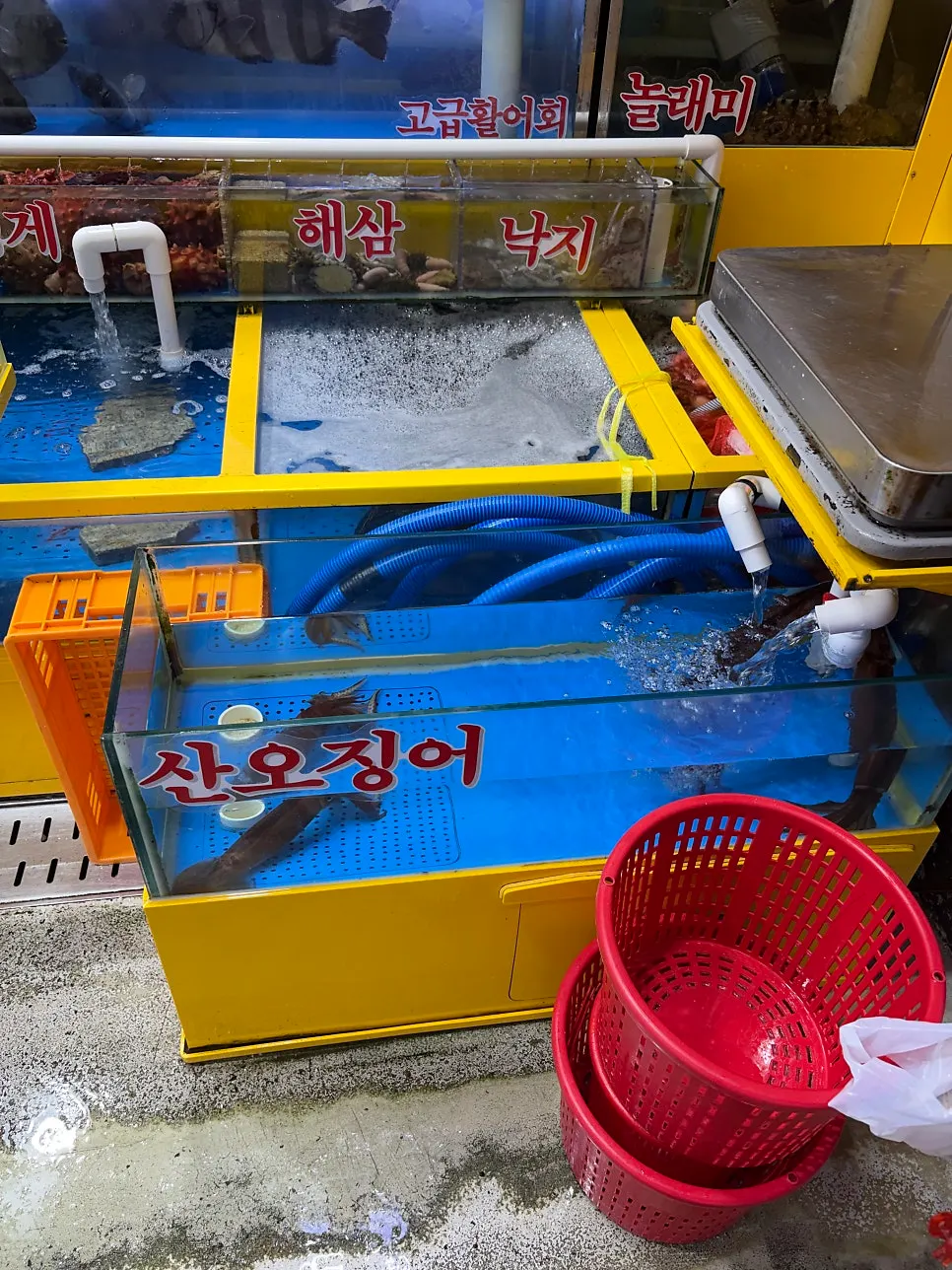 King crab in the tank
