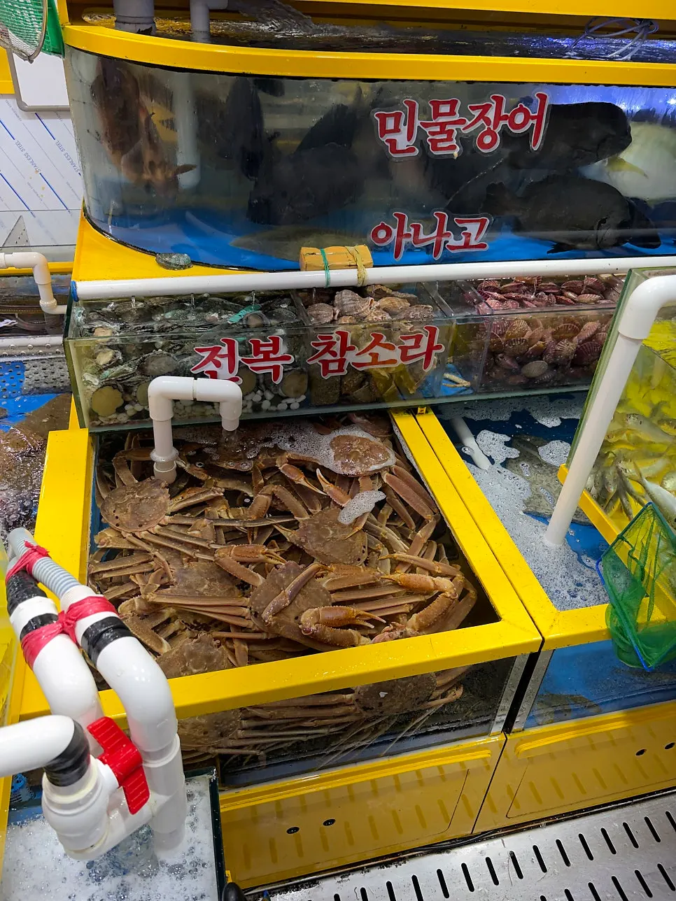 Tank with live squid and sea cucumber