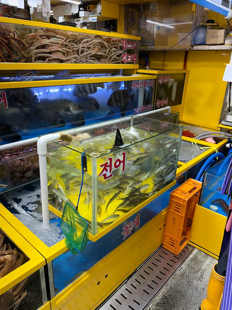Tank with live octopus and other live seafood