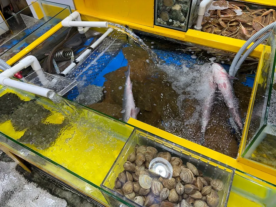 Swimming seasonal gizzard shad