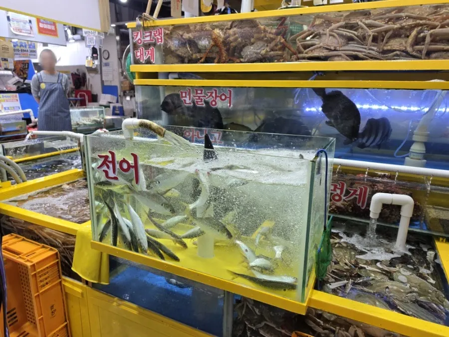 영재수산 수조의 횟감들