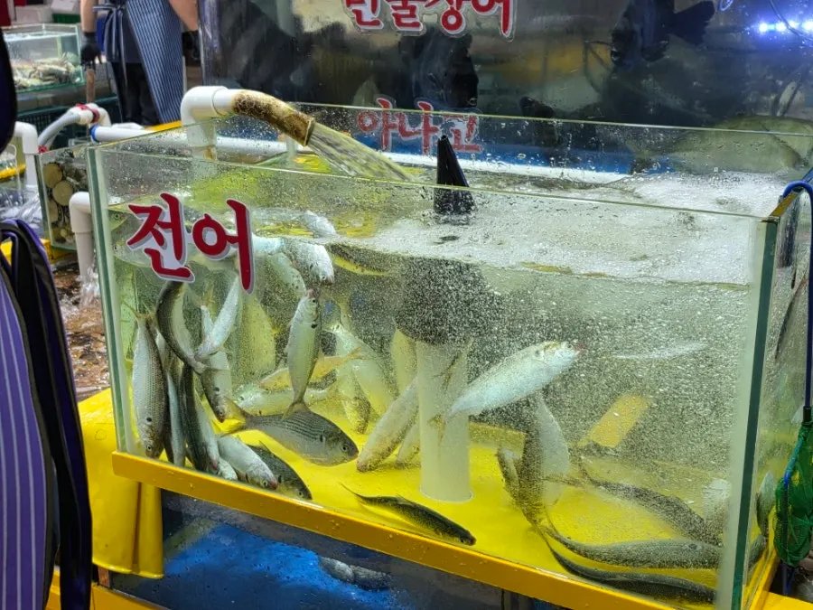 가을 제철 전어가 담긴 수조