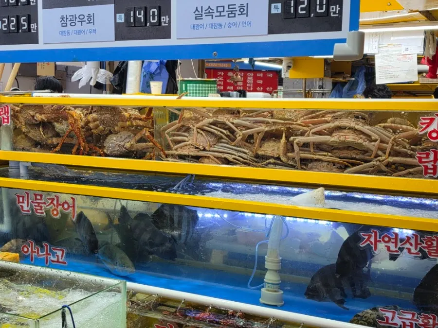 수조에서 헤엄치는 활어들