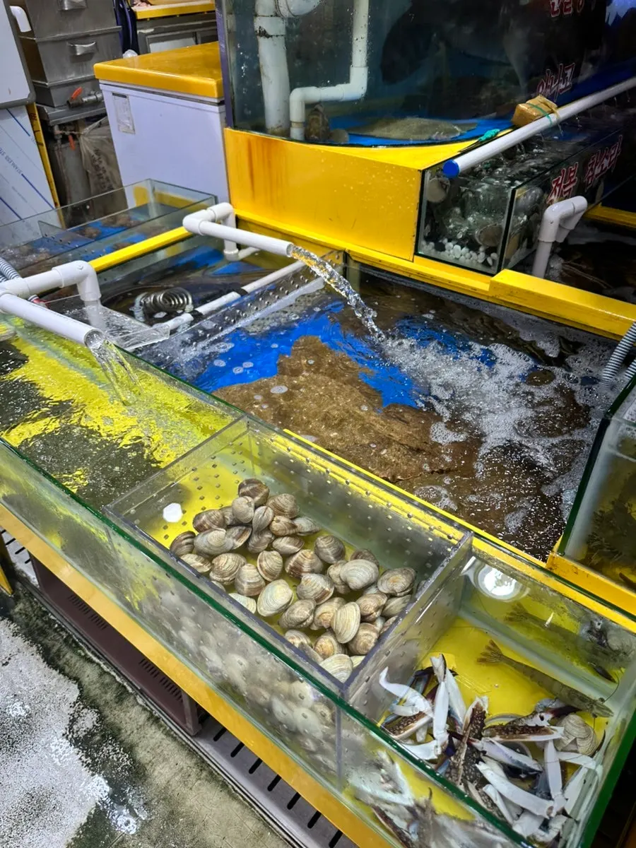 Seafood display for buying live shrimp