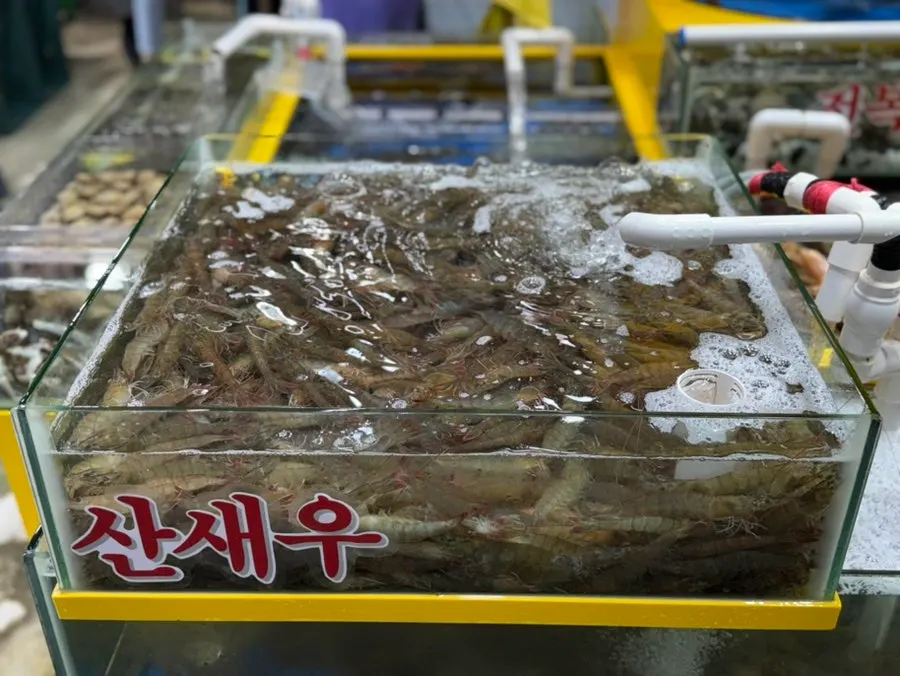 영재수산 수족관의 제철 해산물