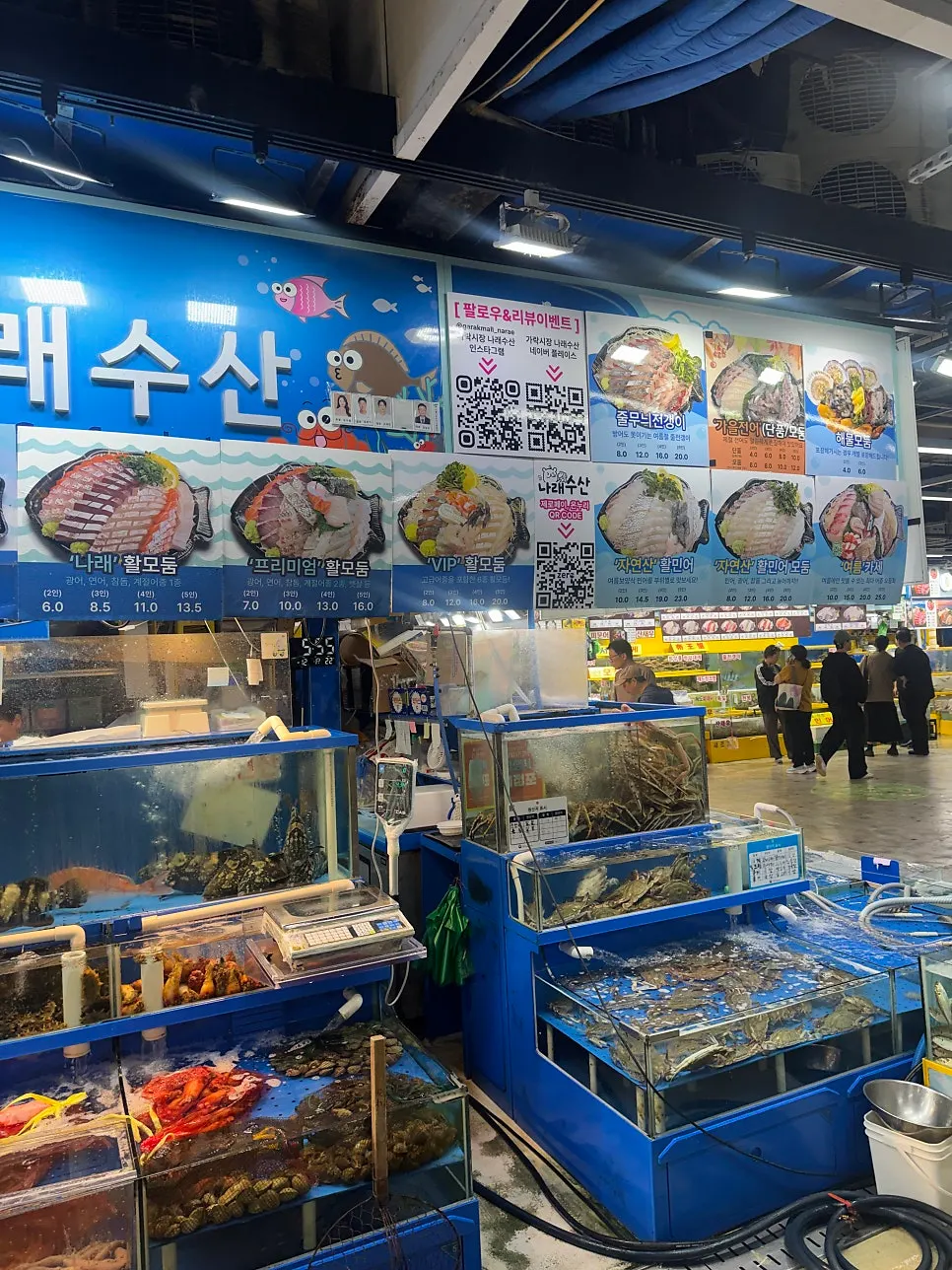 Mullet and red seabream swimming in the tank