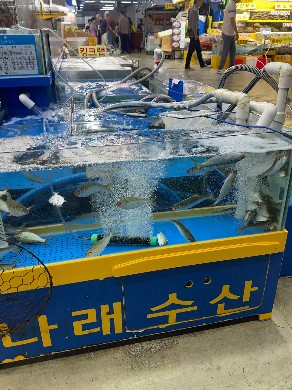 Tank filled with September's seasonal gizzard shad