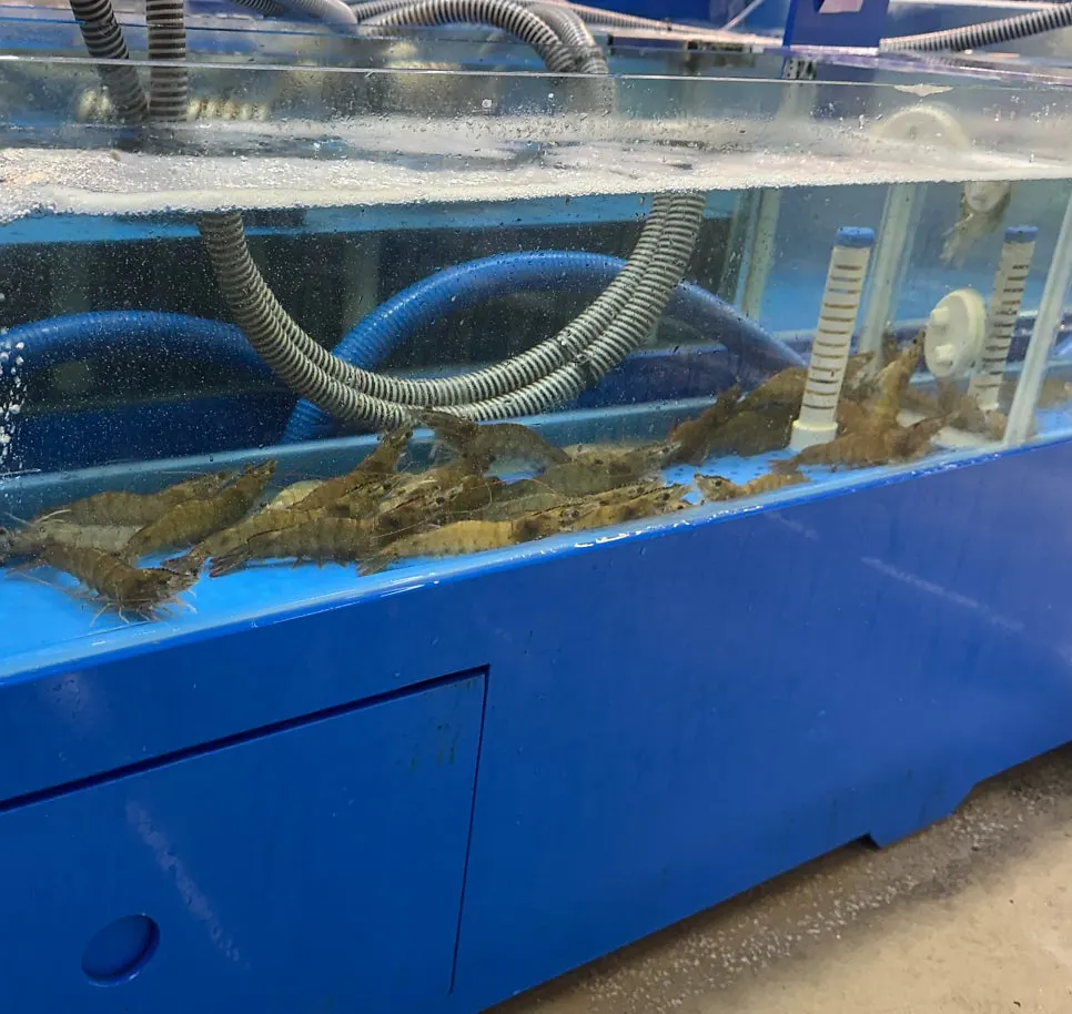 Tank packed with live shrimp