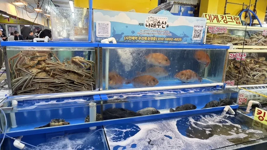 Live shrimp and seasonal seafood in Narae Susan's tanks