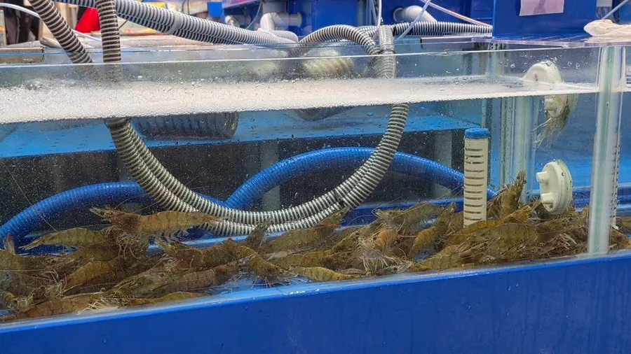 Live gizzard shad and blue crabs in the tank