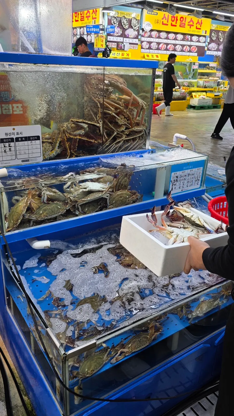 Seafood held in perforated plastic baskets with good drainage