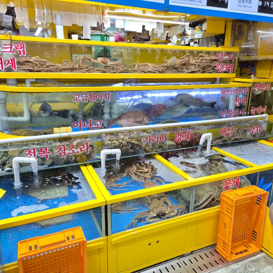 Live shrimp swimming in the tank