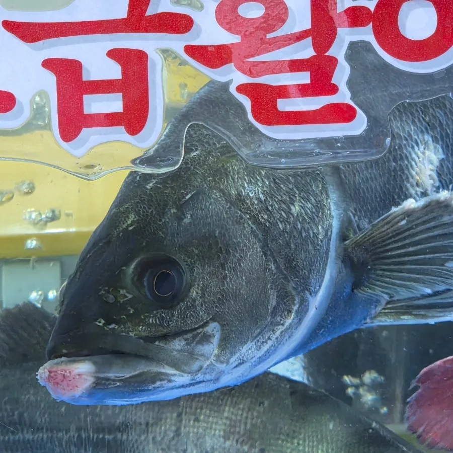 Tank of live fish for the ordered sea bream sashimi mini set