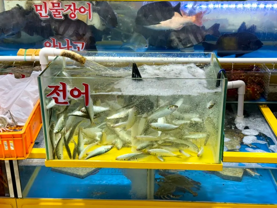 Variety of fish in the tanks at Yeongjae Susan
