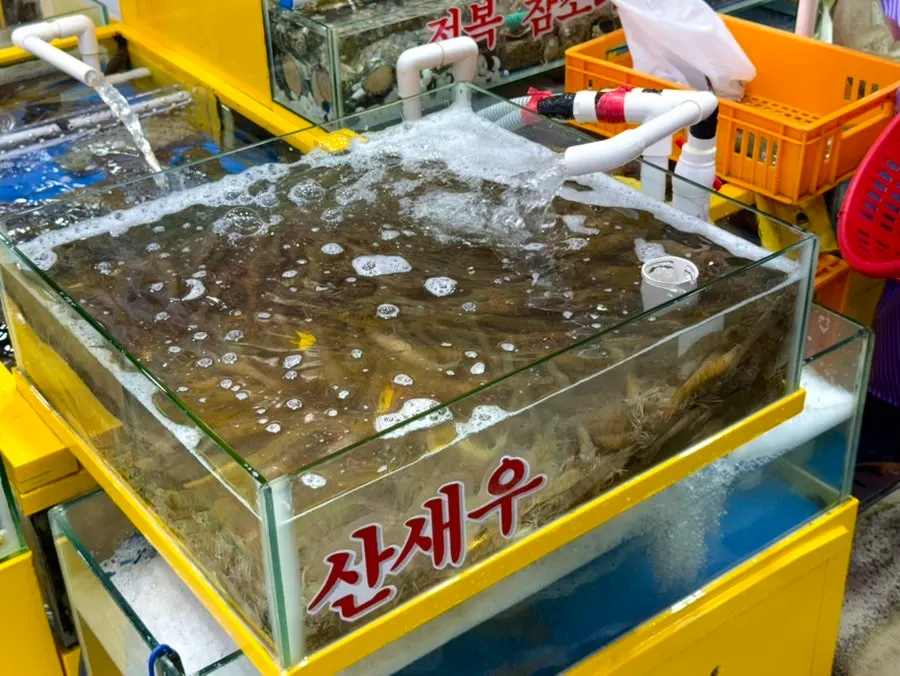Tank filled with seasonal gizzard shad