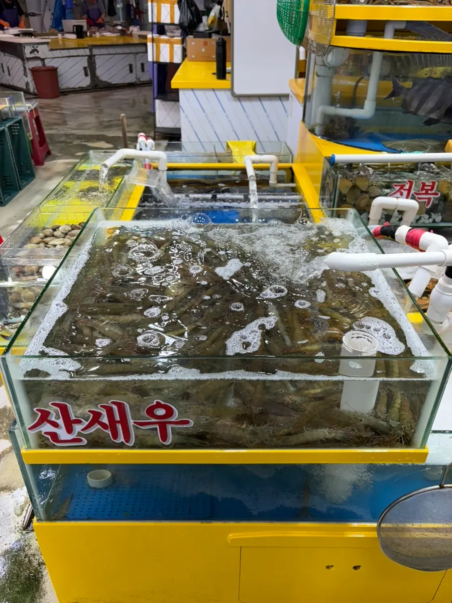 영재수산 수조의 활새우
