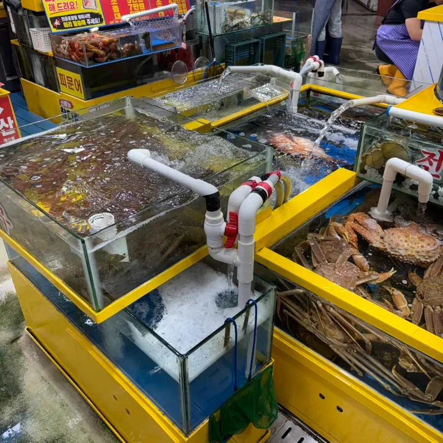 Tank full of live shrimp