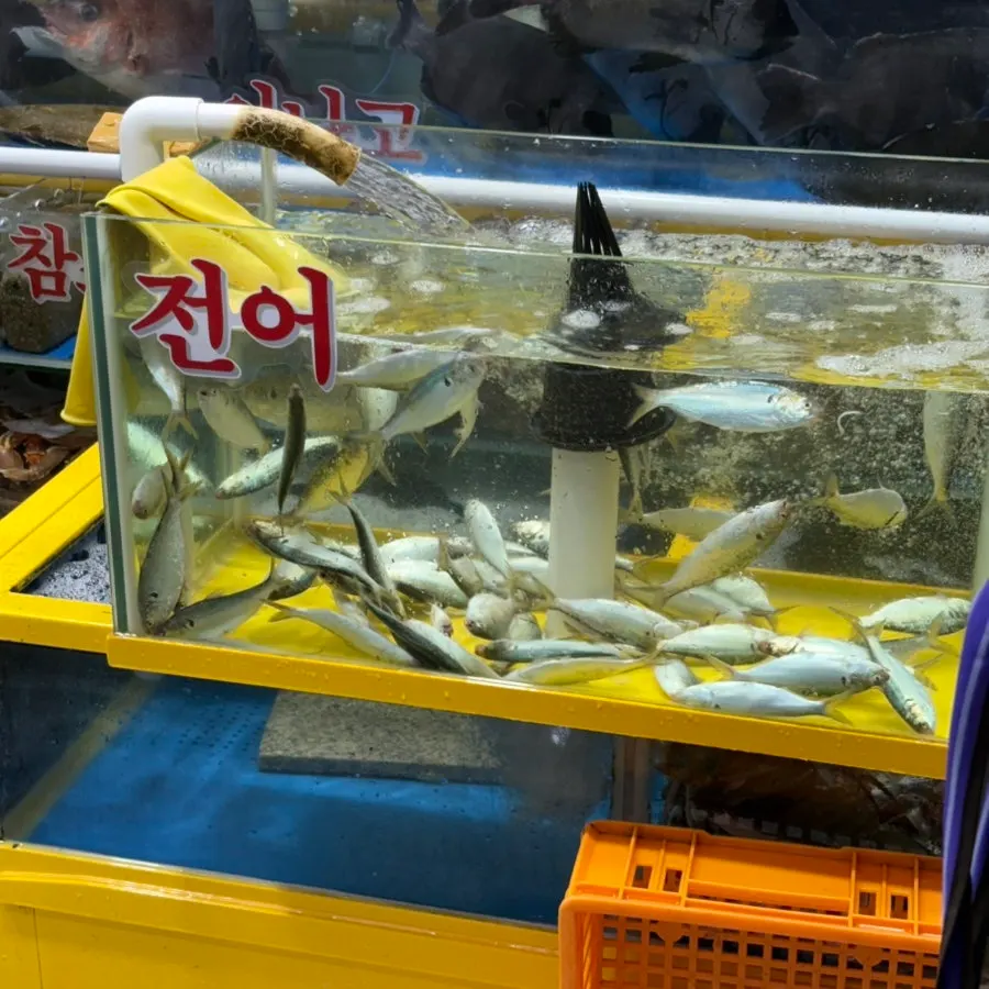 Tanks lined up in the Garak Mall seafood market
