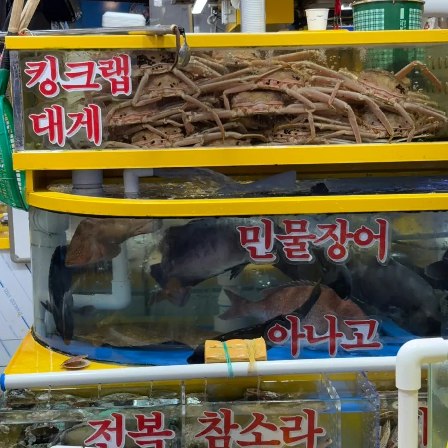 Live shrimp swimming in a tank