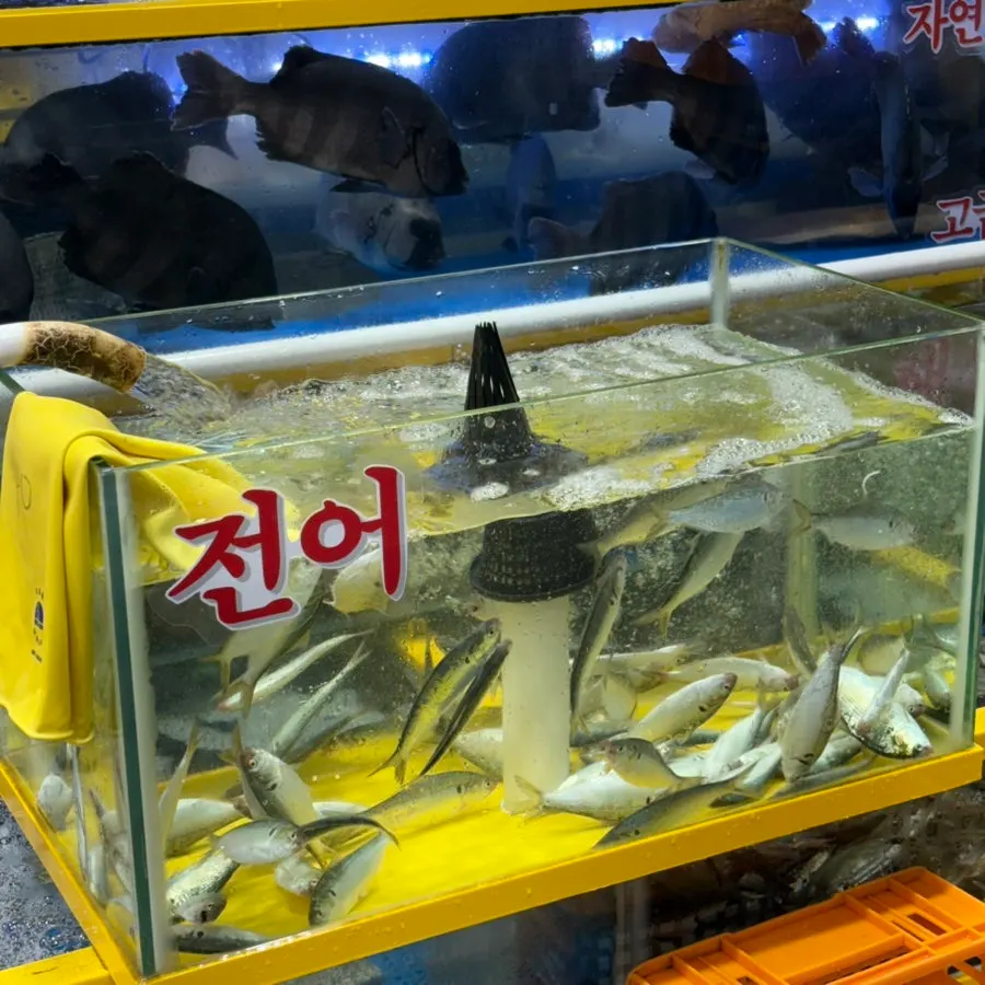 Wide view of tanks with various live fish
