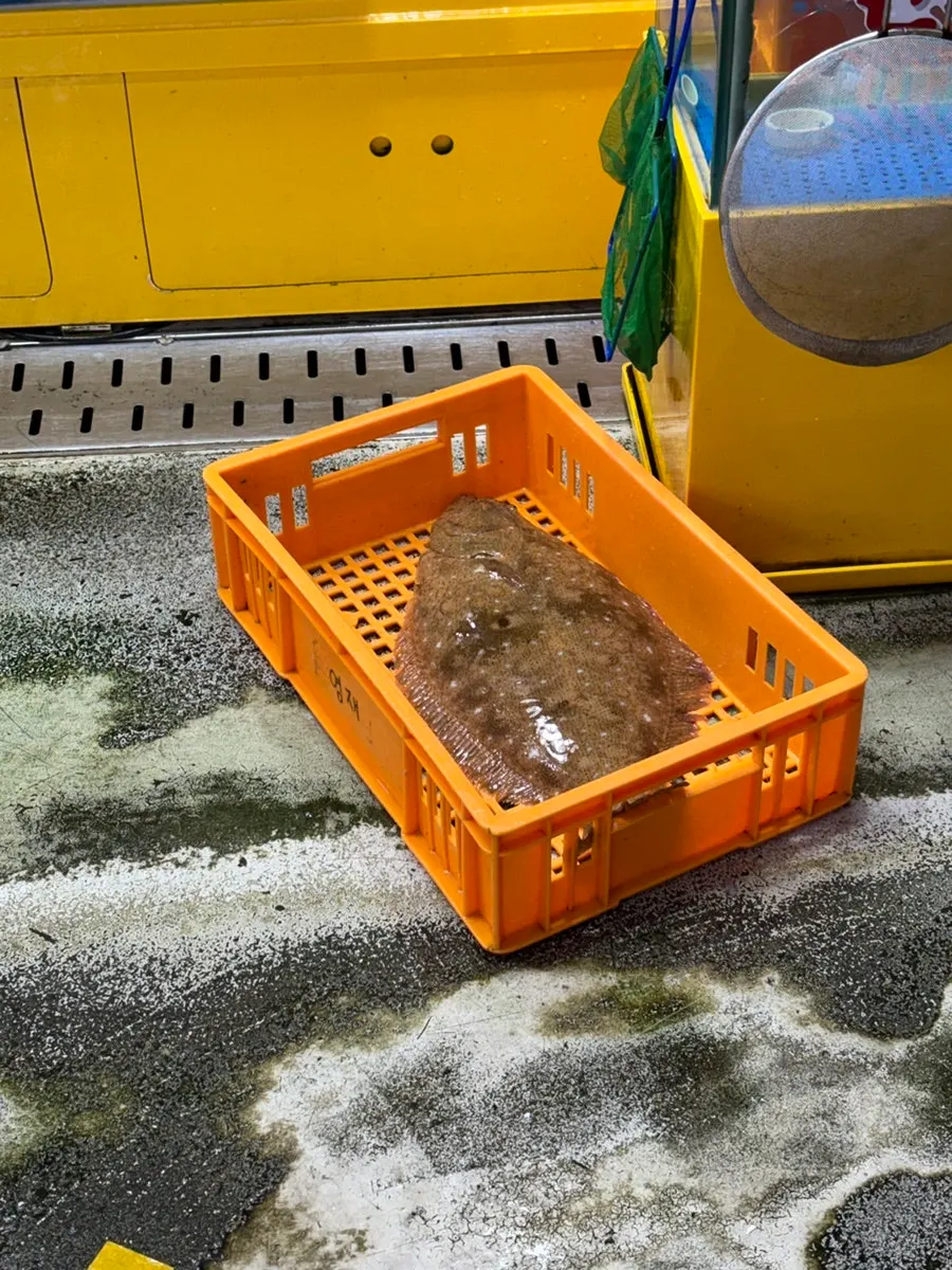 Live fish in the tanks at Yeongjae Susan