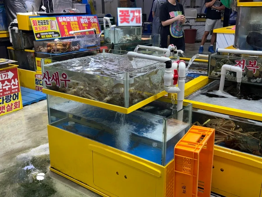 Waiting for the sashimi to be prepared in front of the tanks