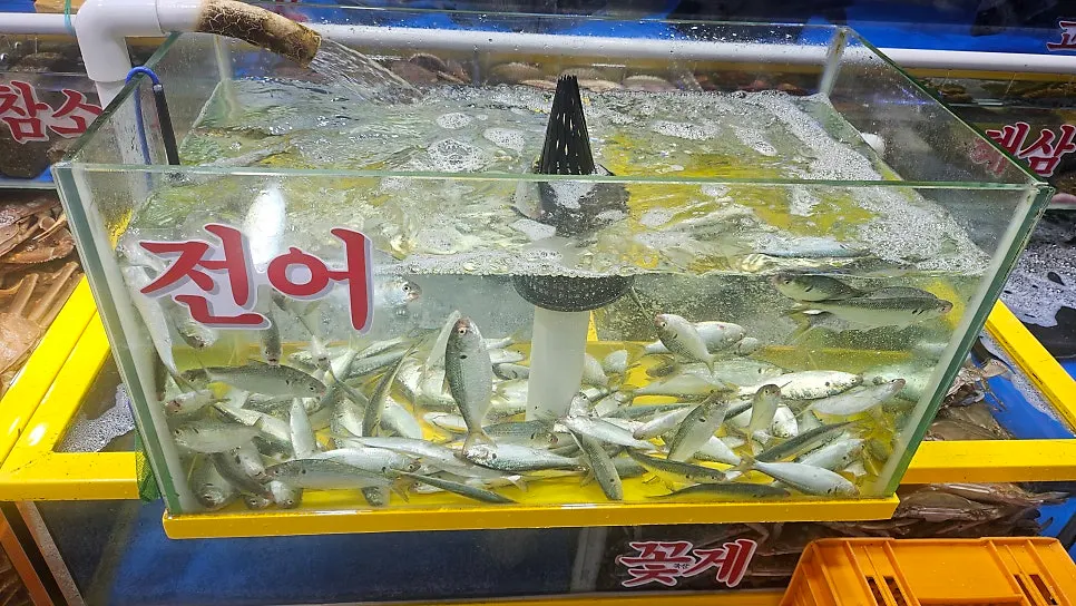 Seasonal gizzard shad in the tank
