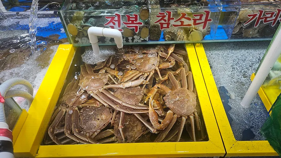King crab and conger eel in the tank