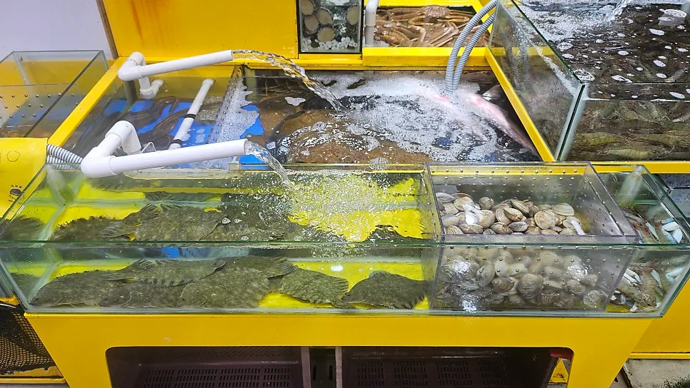 Flounder and shellfish in the tank