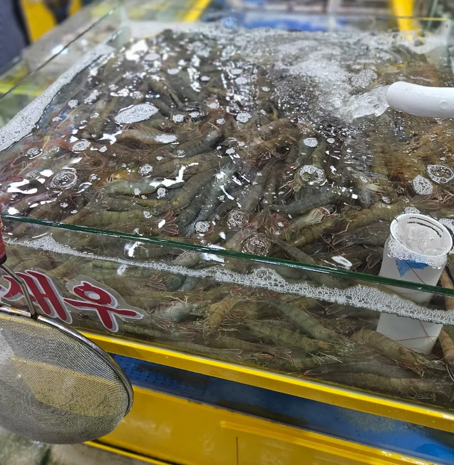 Shrimp and shellfish in the tank