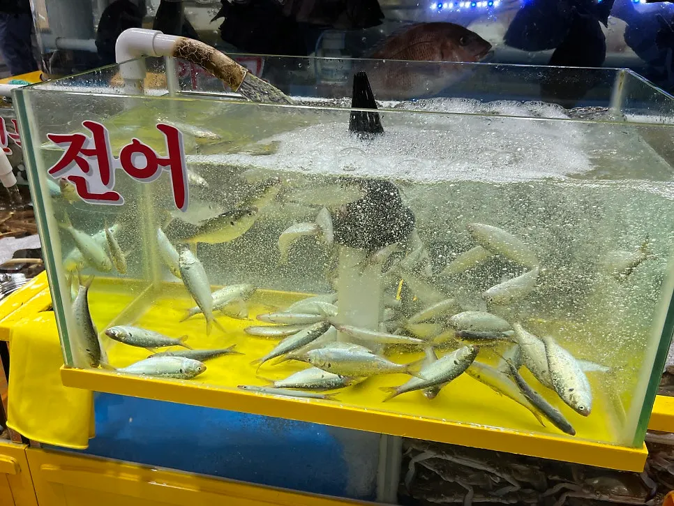 전어가 가득한 점포 수조