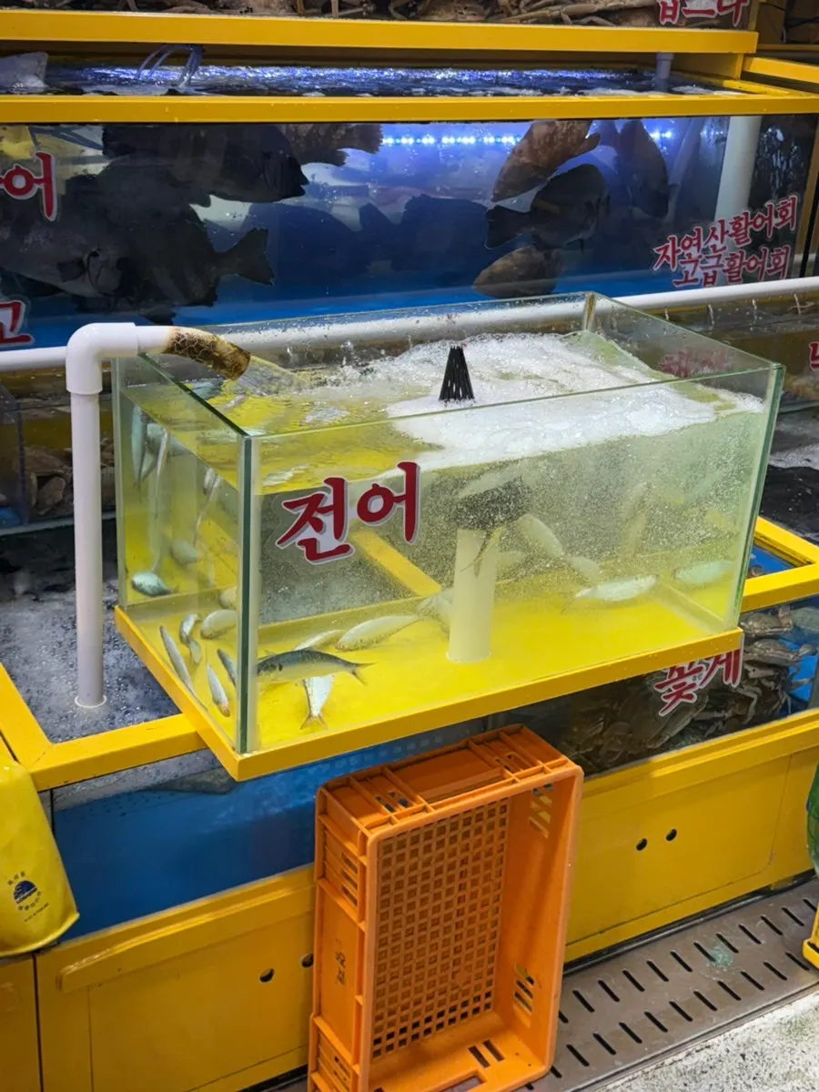 영재수산 수조 속 활어