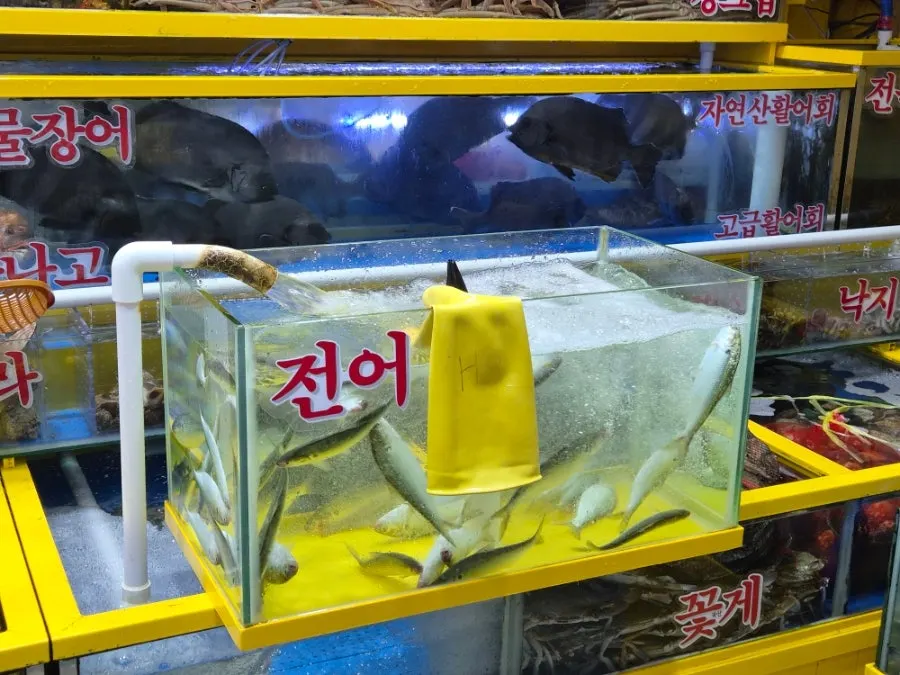 Fresh seafood in tanks at Yeongjae Susan