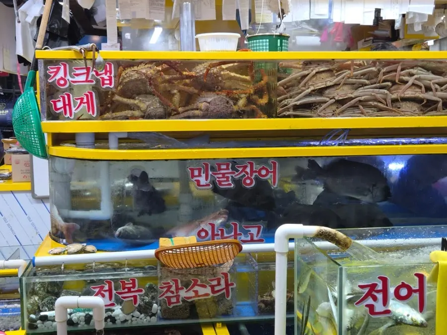 Live fish and seafood on display at Yeongjae Susan in Garak Market