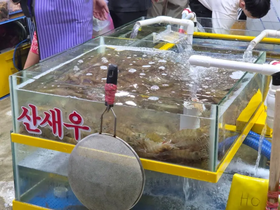Lively live shrimp in a container