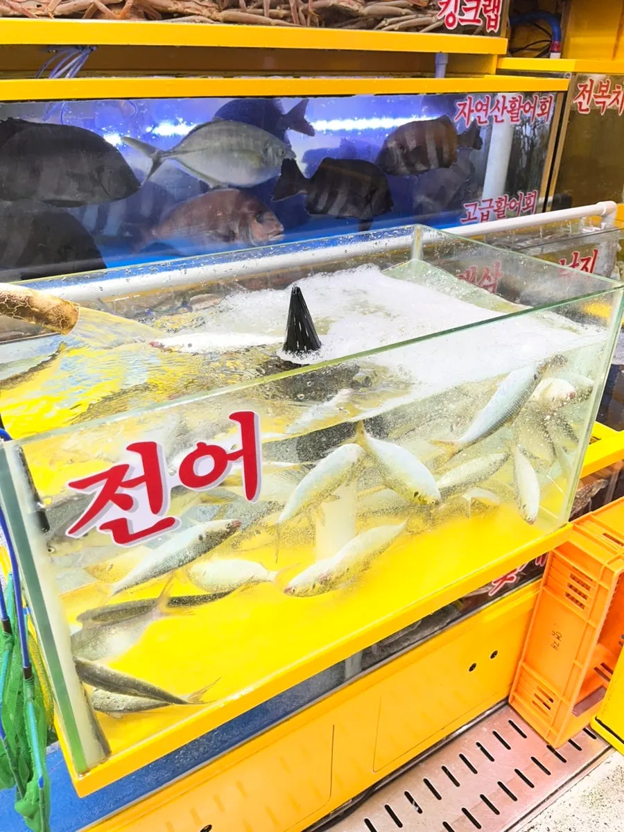 영재수산 매장 해산물 진열대