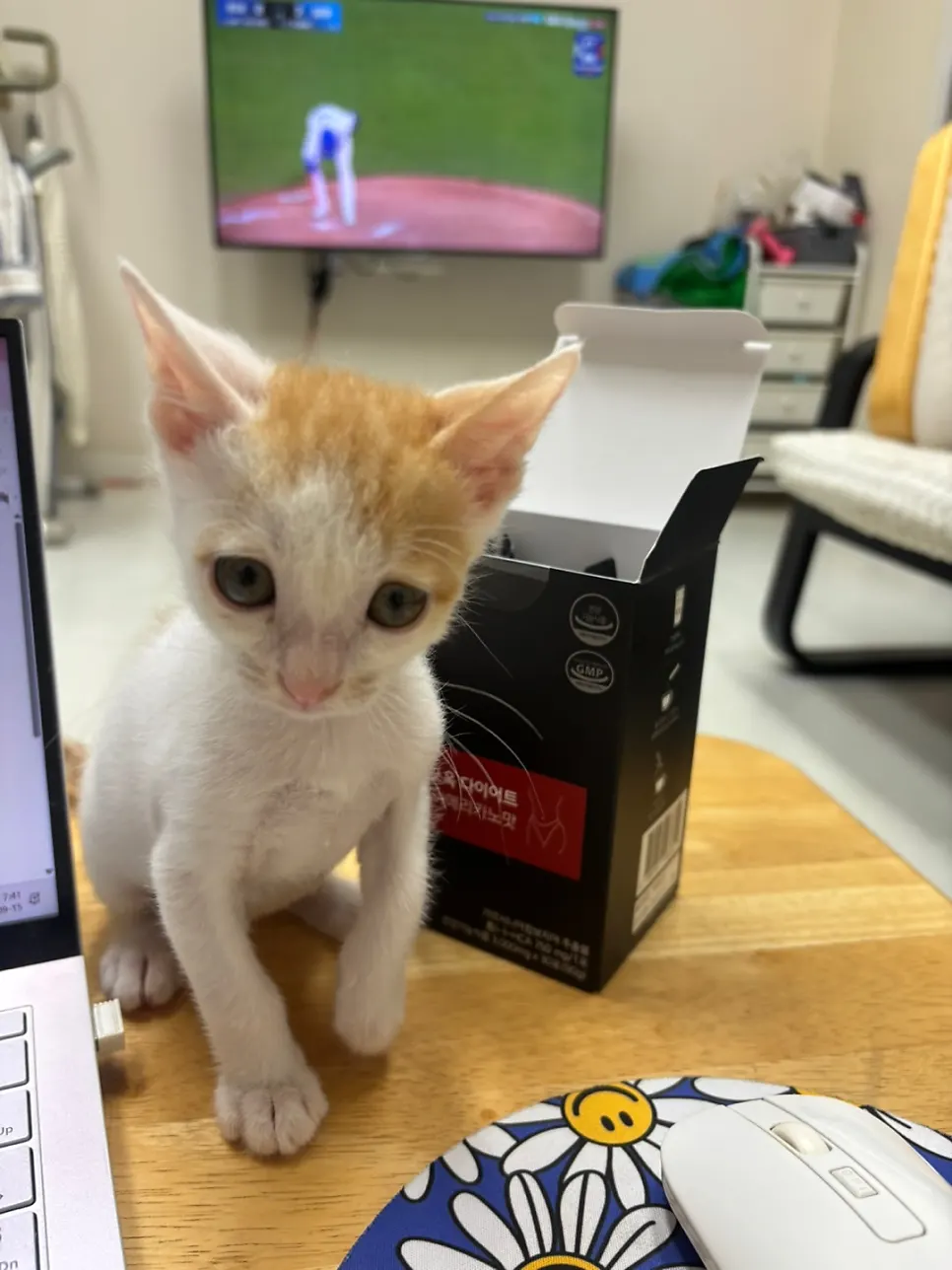 A photo of a pet sitting next to the blogger