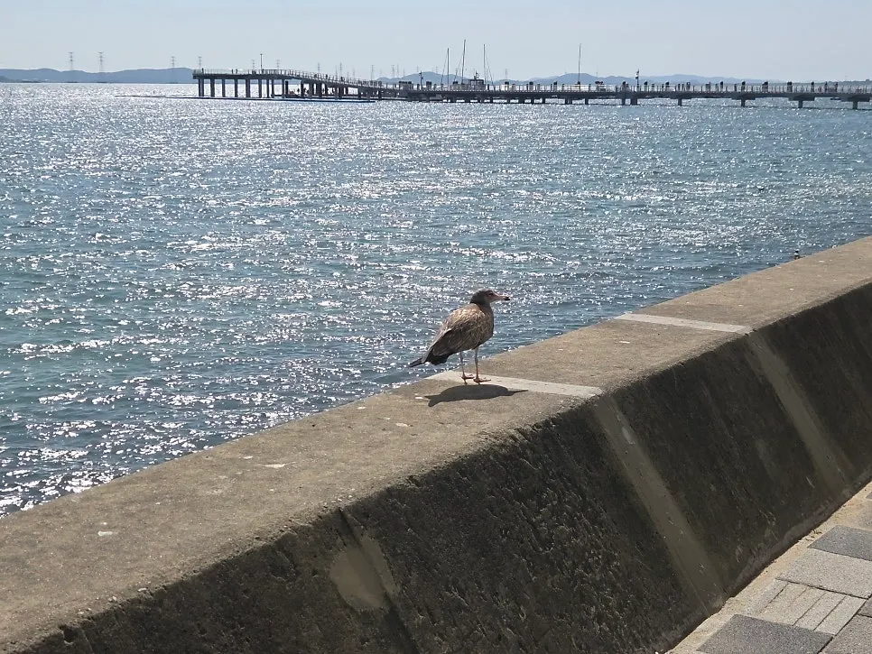 Beach view with seagulls sitting together