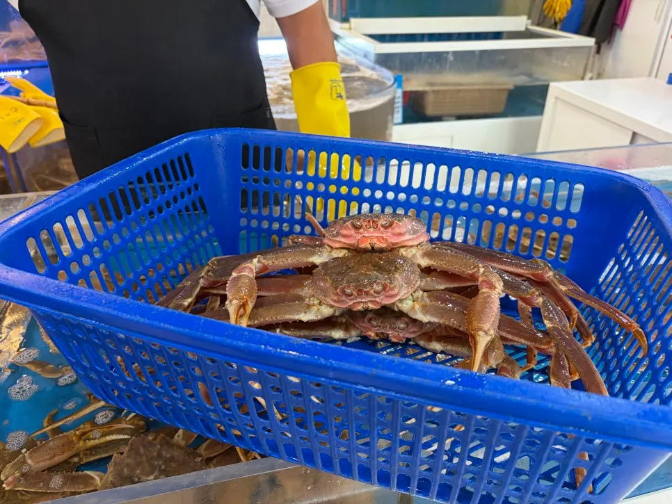 기장명품대게 대게 선택 과정