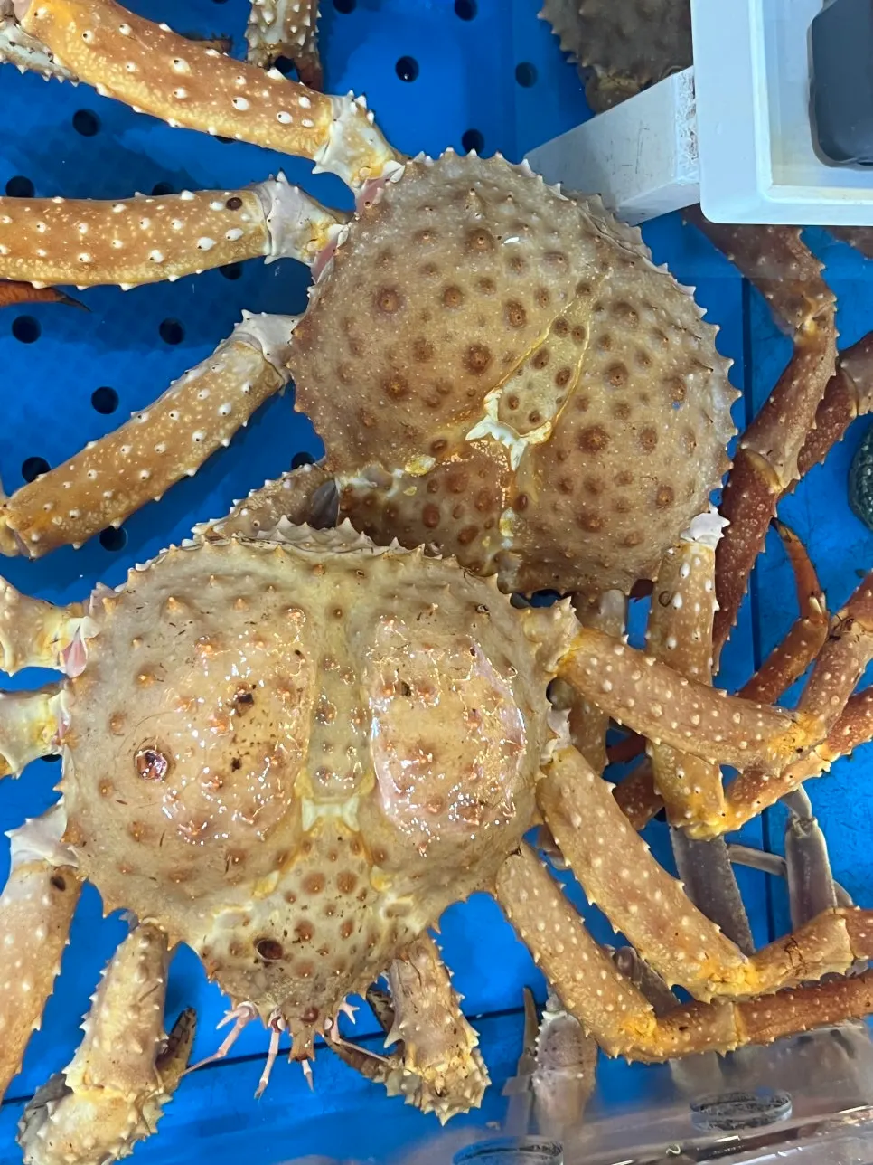 Restaurant tank with snow crab and king crab
