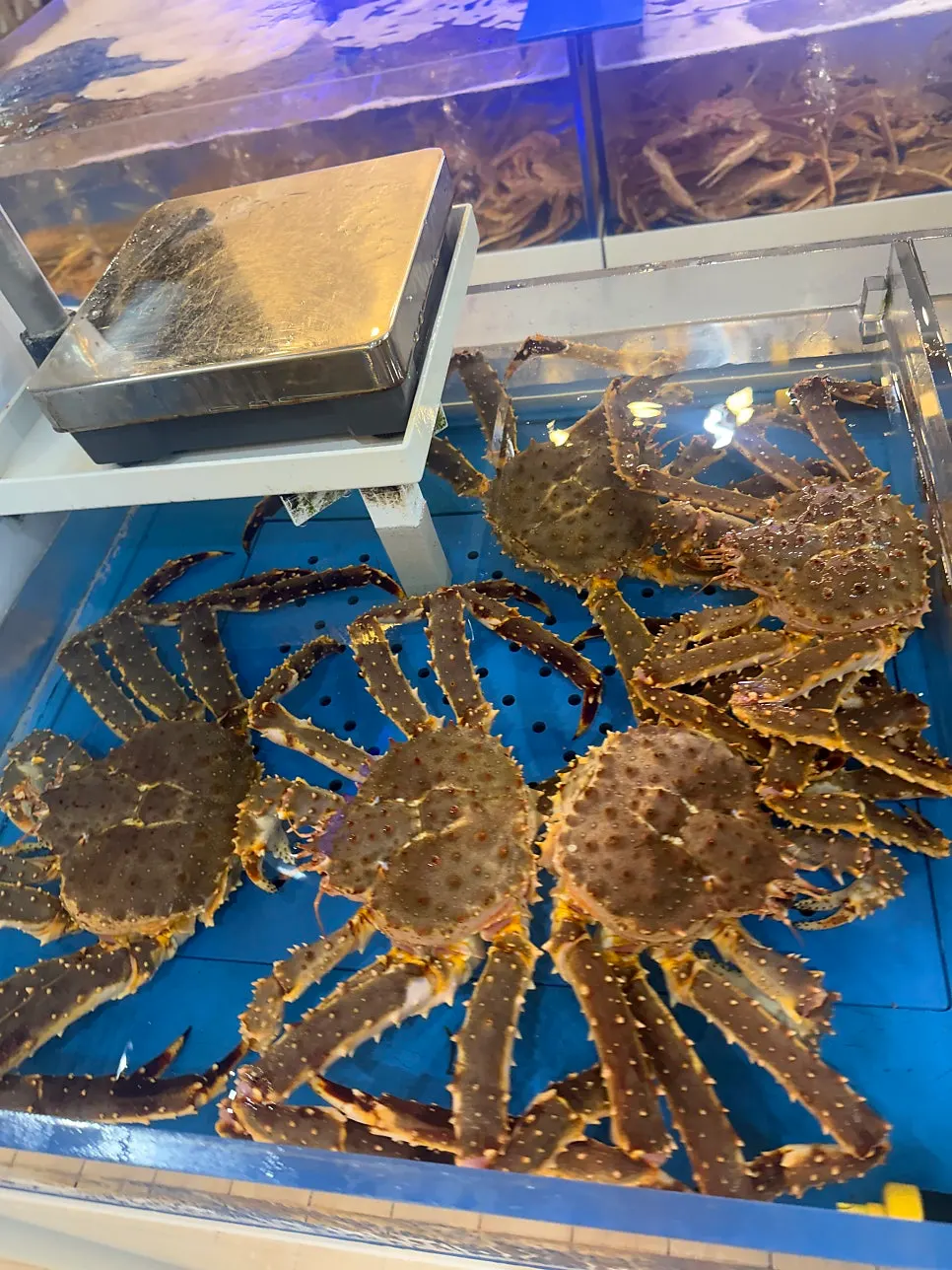 Live snow crabs in the tank at the entrance of Gijang Myeongpum Daegae