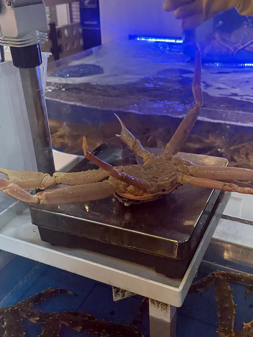 Three snow crabs in a basket